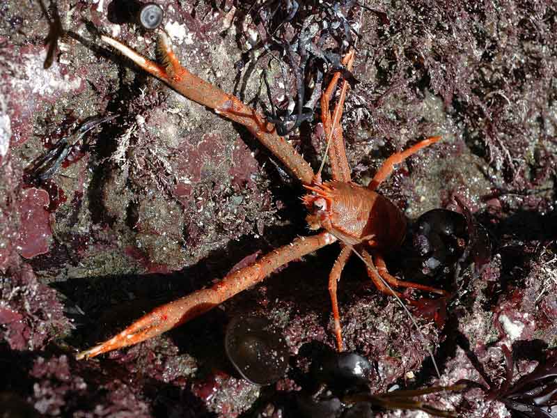 Munida rugosa at south Lundy.