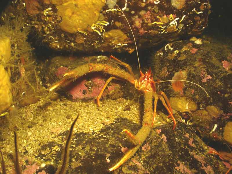 Munida rugosa coming out of a crevice.