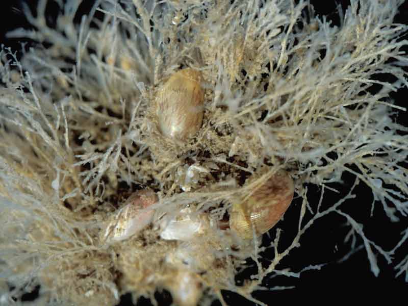 Musculus discors living in bryozoan turf collected from dead Eunicella verrucosa.
