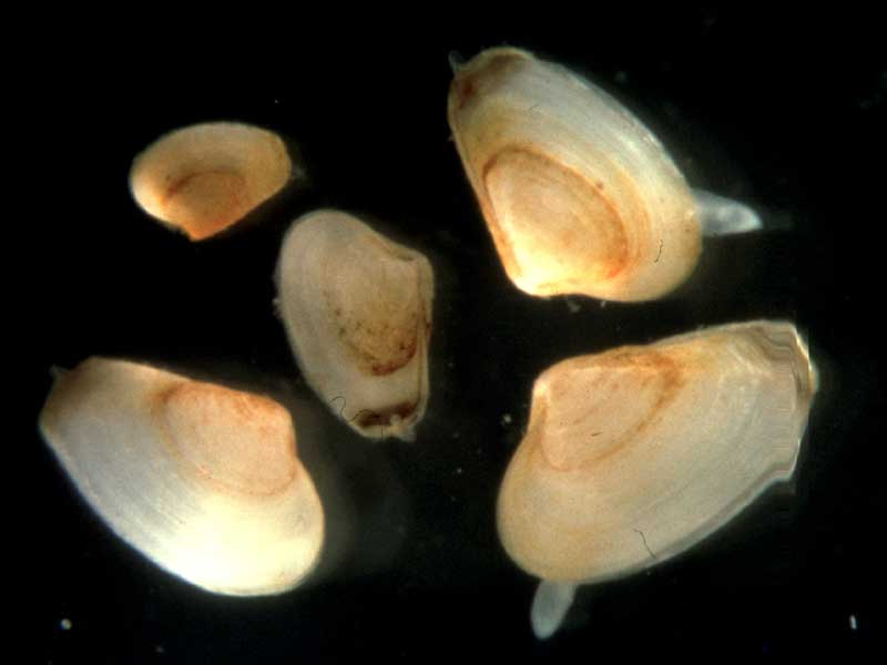 A selection of juvenile Mya arenaria about 2-5 mm in length.