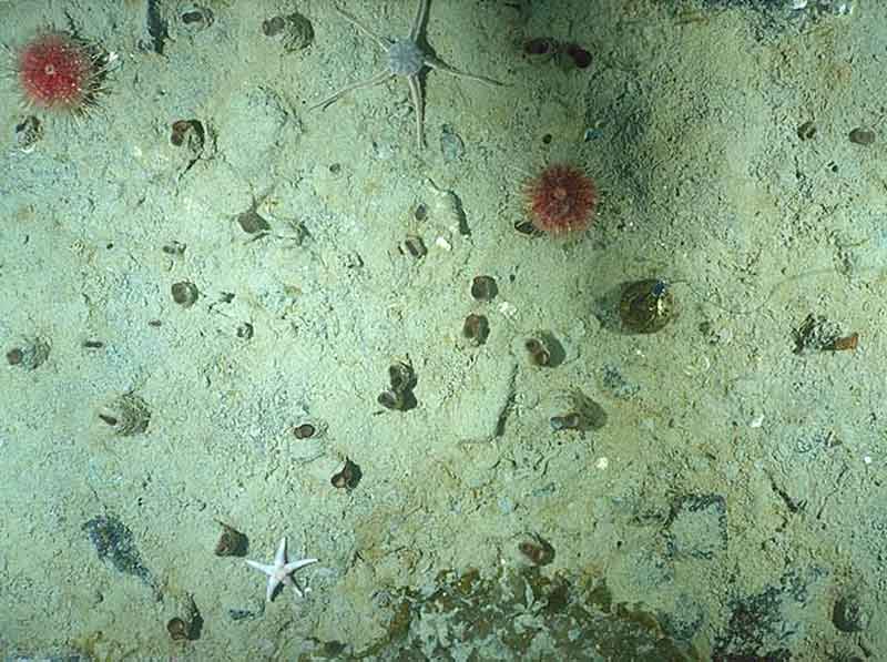 Siphons of Mya truncata visible on sediment surface at 19m off Qikiqtarjuag, Canada.