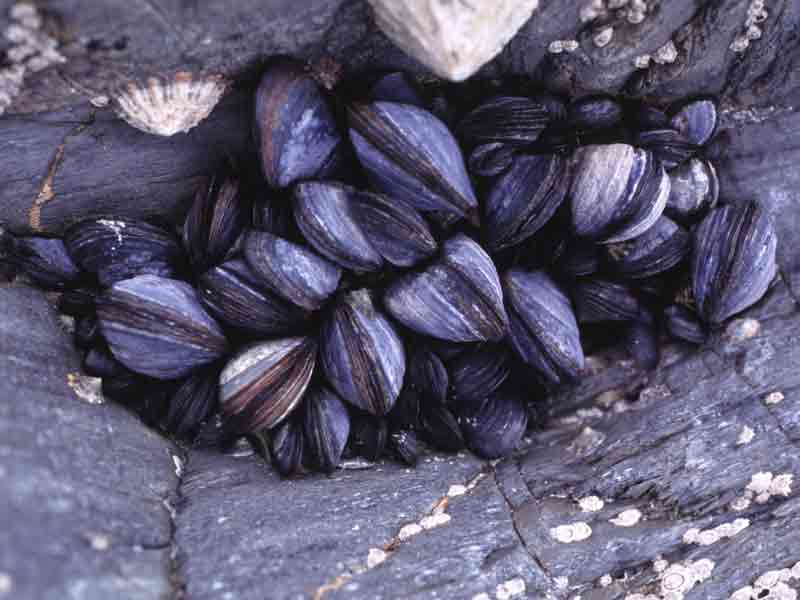Clump of mussels.