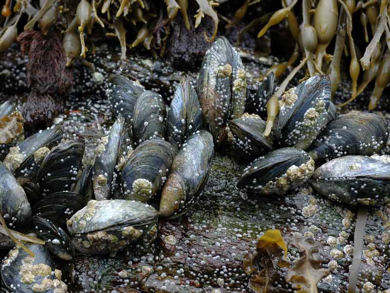 Image: Mytilus edulis covered in barnacles.