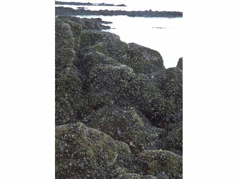 Dense covering of mussels on intertidal rocks.