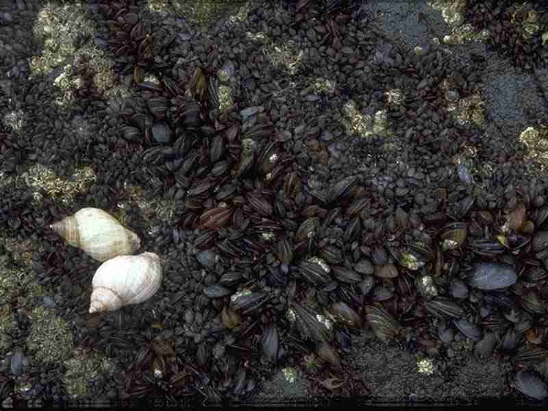 Dense growth of young mussels with barnacles and two dog whelks.