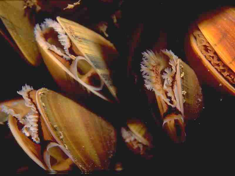 Mytilus edulis, on a buoy line, feeding.