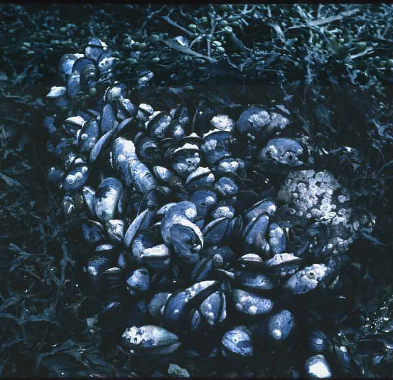 Dense clump of mussels with barnacles on individuals.