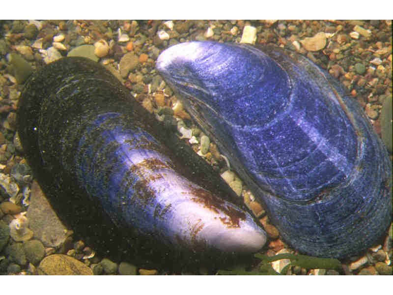 Mussel shells displayed on gravel.