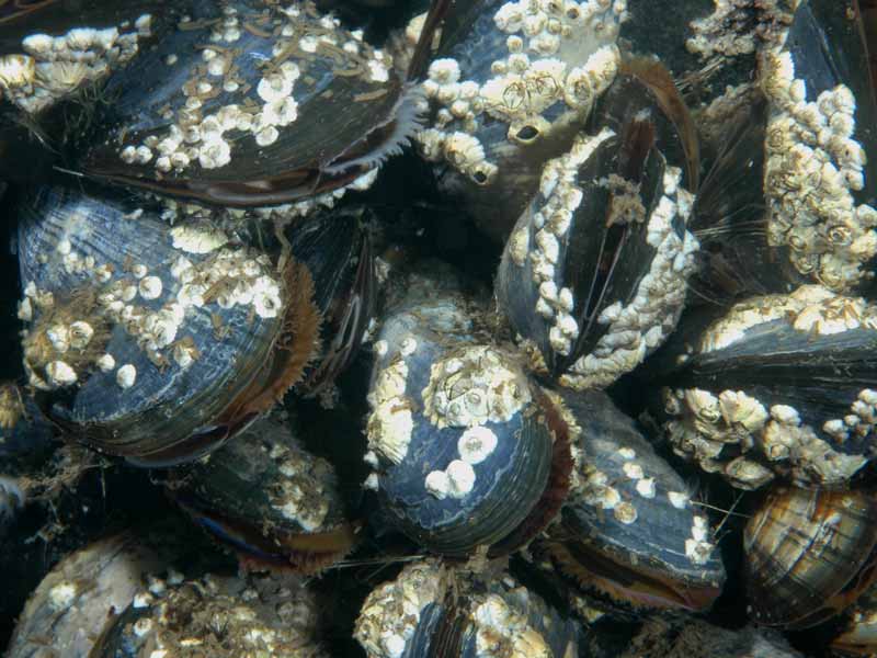 Mytilus edulis covered in barnacles - close up.