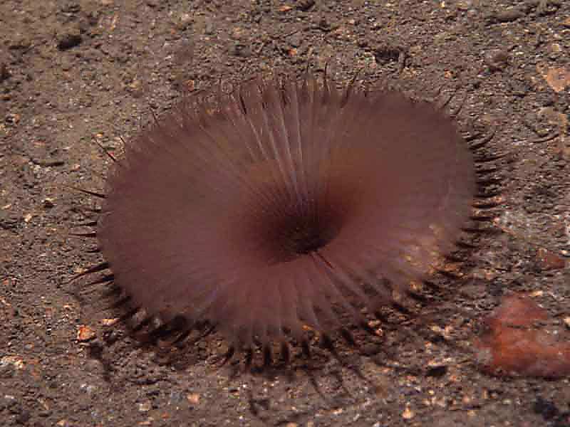 Myxicola infundibulum.