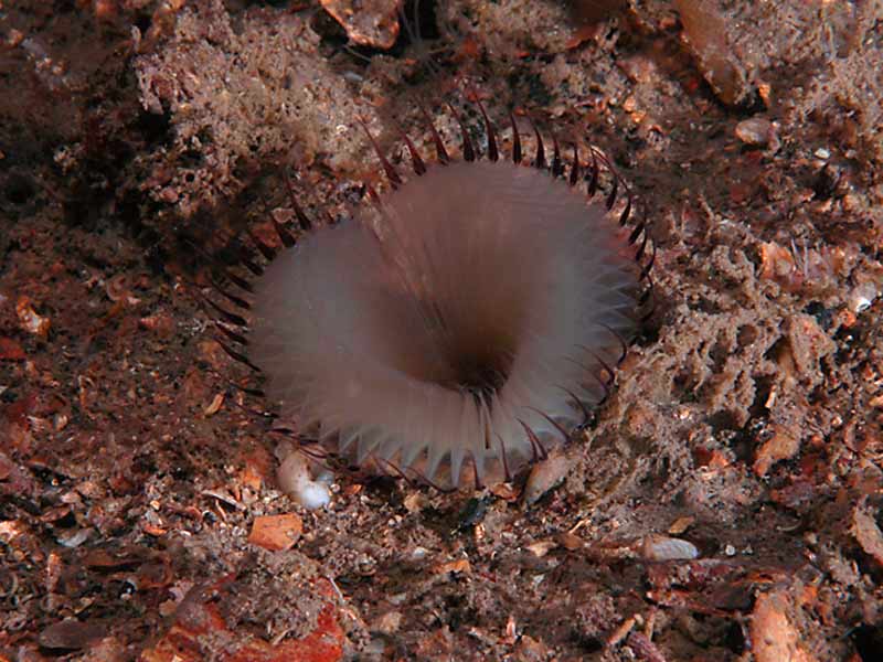 Myxicola infundibulum in coarse substrata at Firestone Bay in the Plymouth Sound.