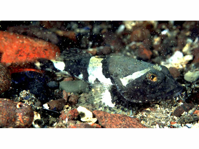 Image: Myoxocephalus scorpius.
