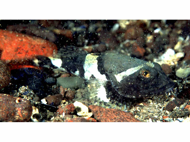 Myoxocephalus scorpius.