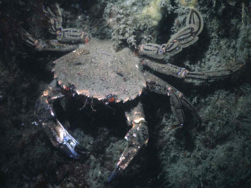 Dorsal view of Necora puber.