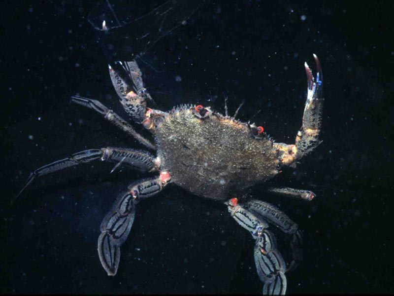 Velvet swimming or fiddler crab.