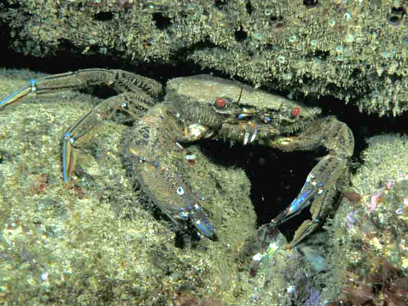 The swimming crab Necora puber.