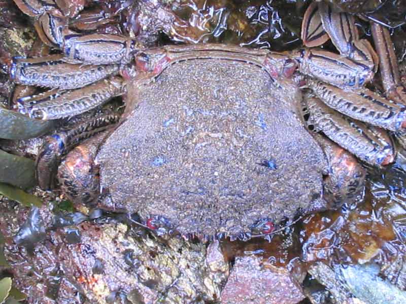 Necora puber in Batten Bay.