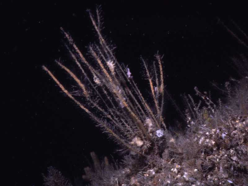 Colony with feeding nudibranchs.