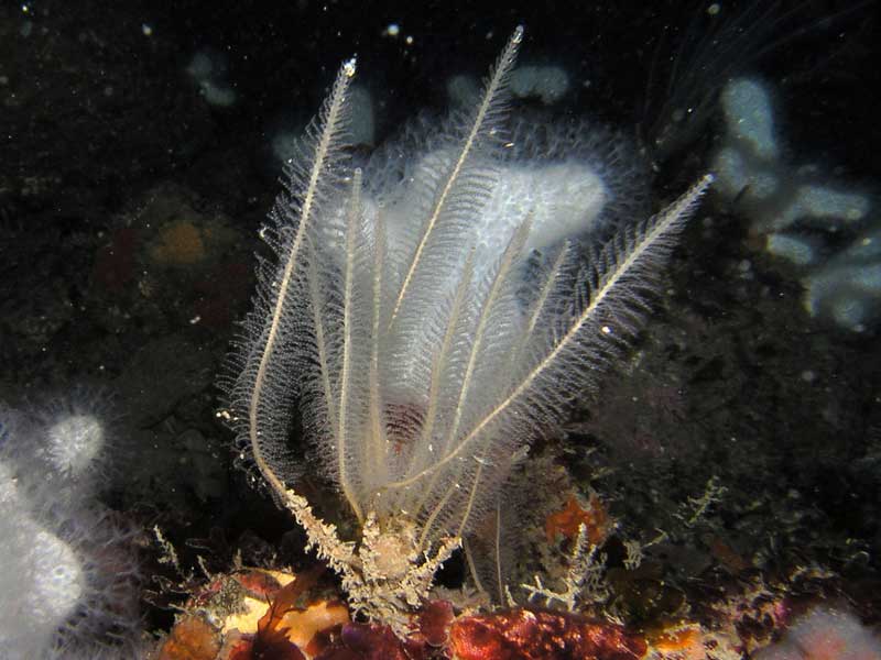 Nemertesia antennina at Mewstone, Plymouth.