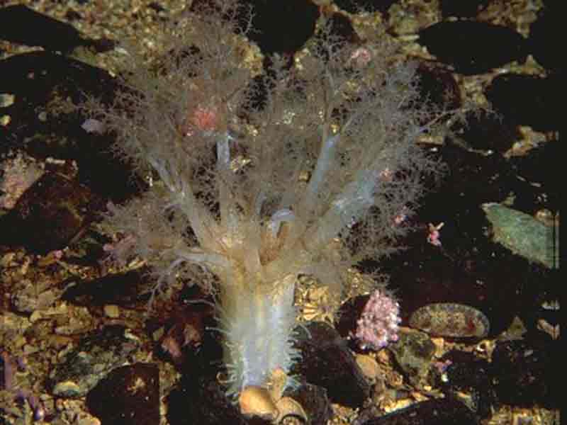 Feeding tentacles of Neopentadactyla mixta protruding from gravel.