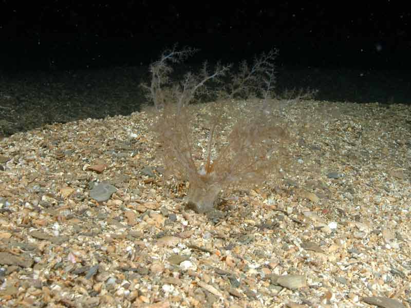 Neopentadactyla mixta feeding tentacles.