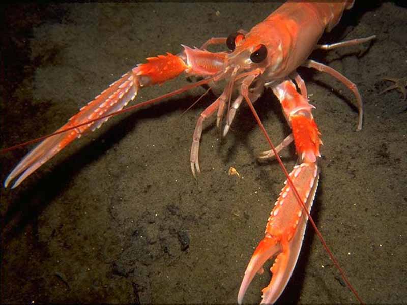 Nephrops norvegicus.