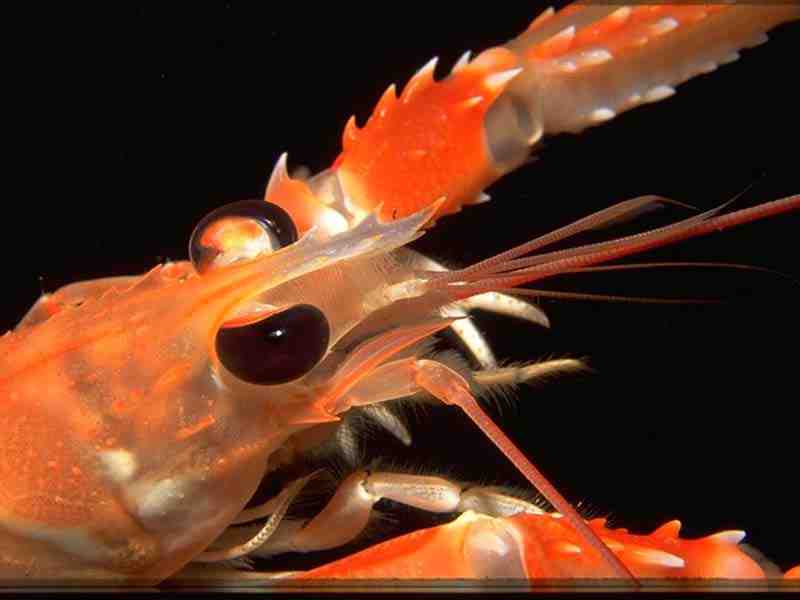 Nephrops norvegicus, detail of head