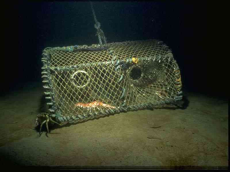 Nephrops norvegicus, caught in lobster creel.