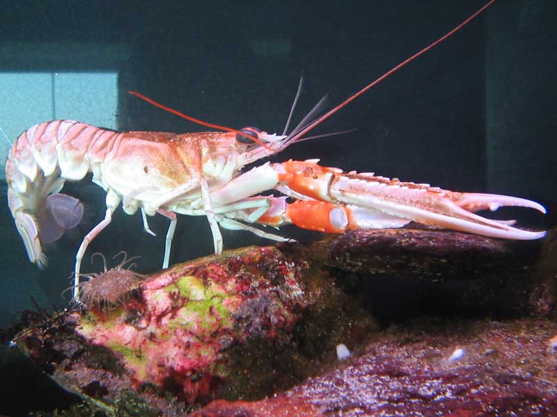 Image: Nephrops norvegicus in an aquarium with its claws extended.