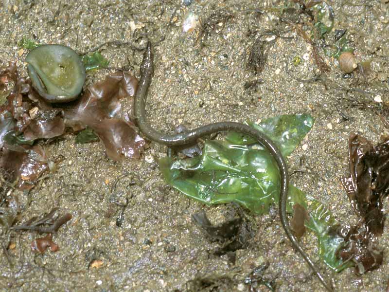 The worm pipefish Nerophis lumbriciformis under a boulder.