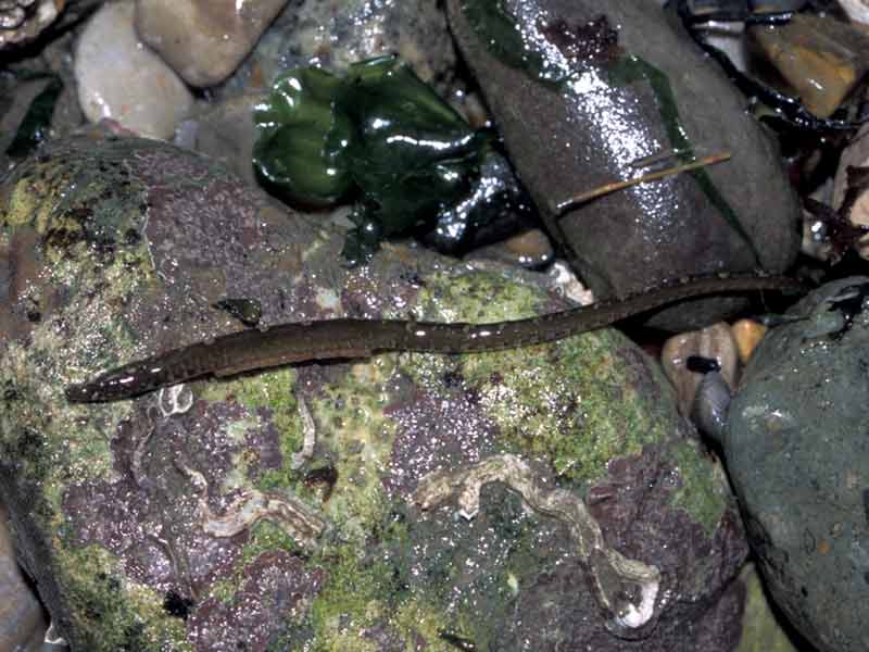Male worm pipefish Nerophis lumbriciformis with eggs.