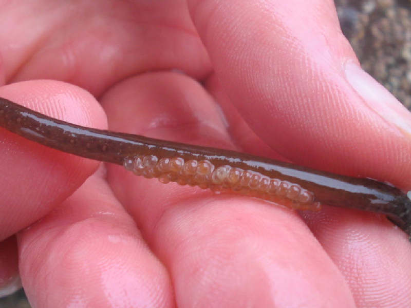 Close up of male Nerophis lumbriciformis abdomen with eggs.