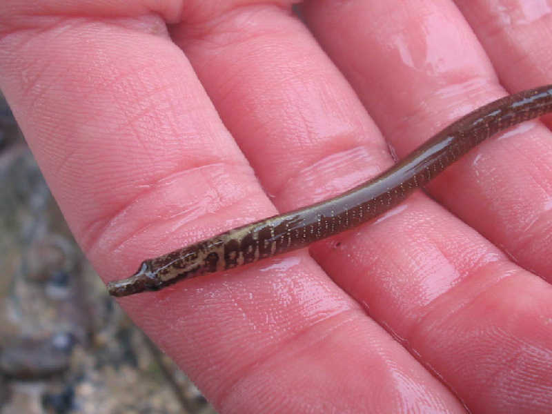 Nerophis lumbriciformis at the Gower.