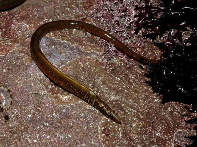 Nerophis lumbriciformis on a wet rock.