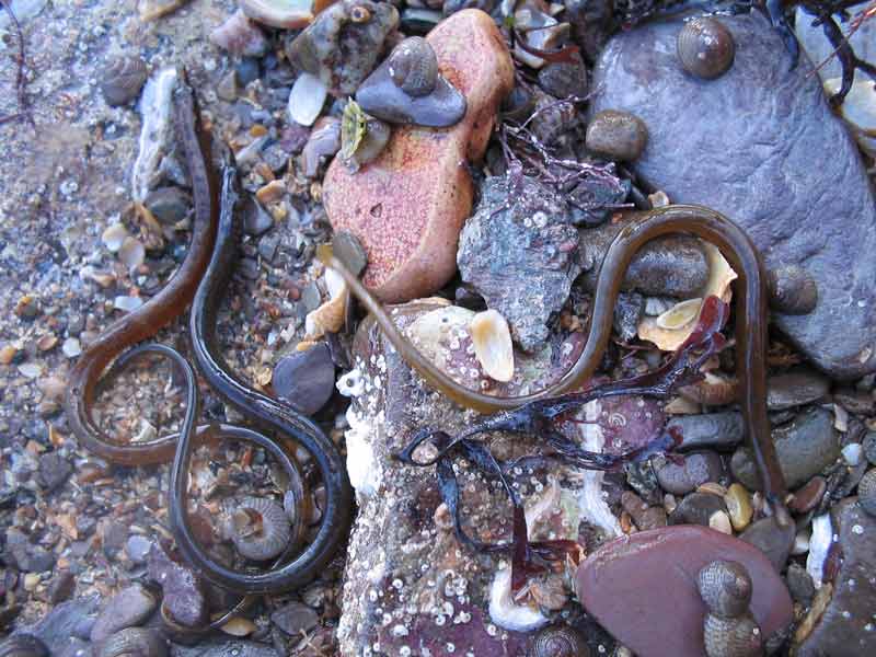 Three Nerophis lumbriciformis individuals on a rocky shore.