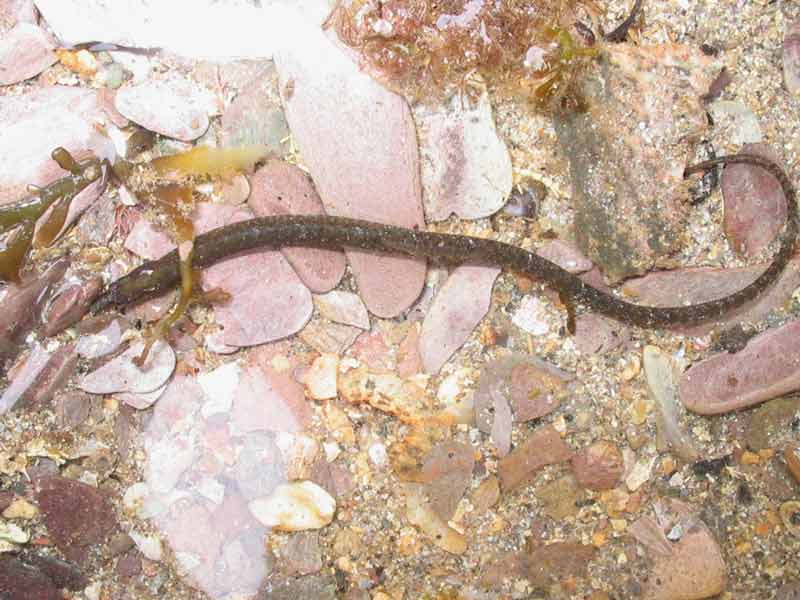 Image: Nerophis lumbriciformis in shallow water.