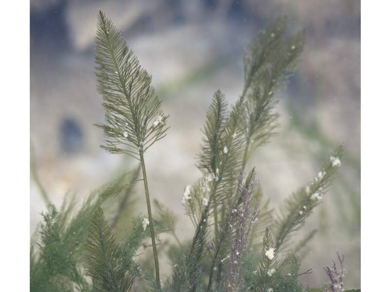 Closeup of Bryopsis plumosa at Hastings.