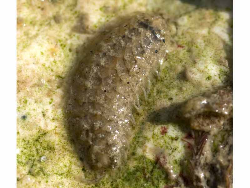 Image: Malmgrenia lunulata found intertidally under a stone on a beach.
