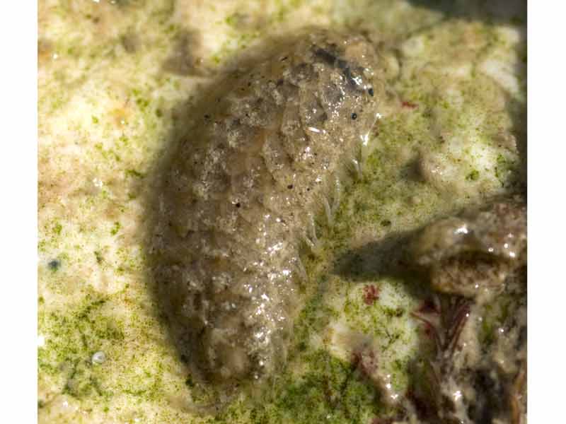 Malmgrenia lunulata found intertidally under a stone on a beach.