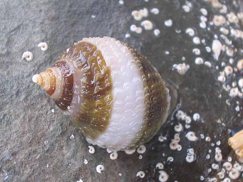 Brown and white striped juvenile Nucella lapilus.