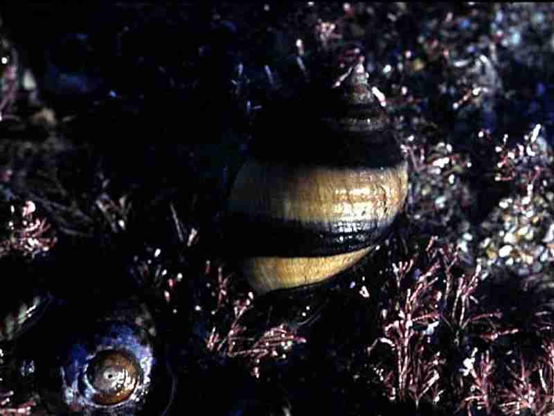 Nucella lapillus with black and white stripes.