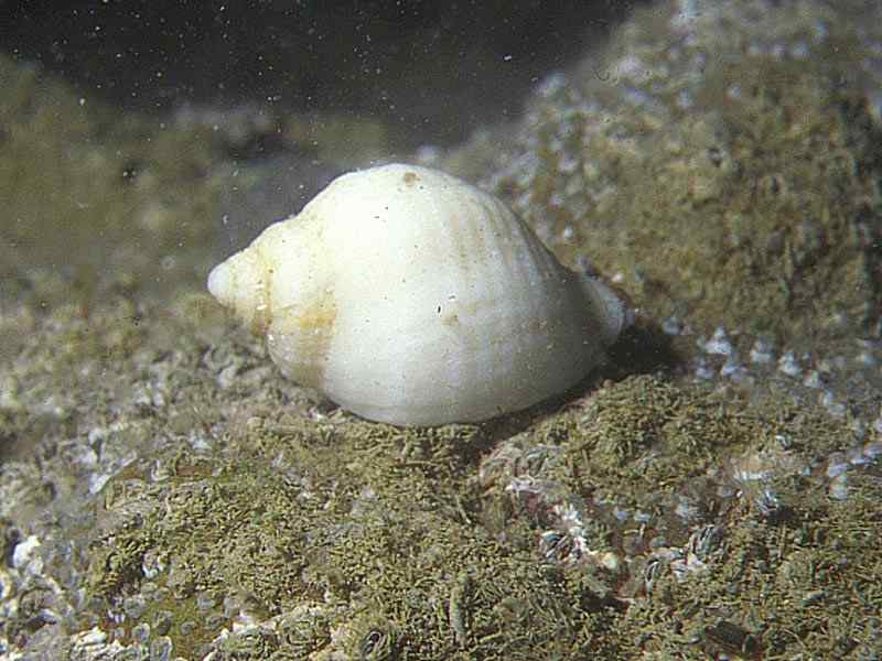 Dogwhelk on rock.  Photo taken underwater.