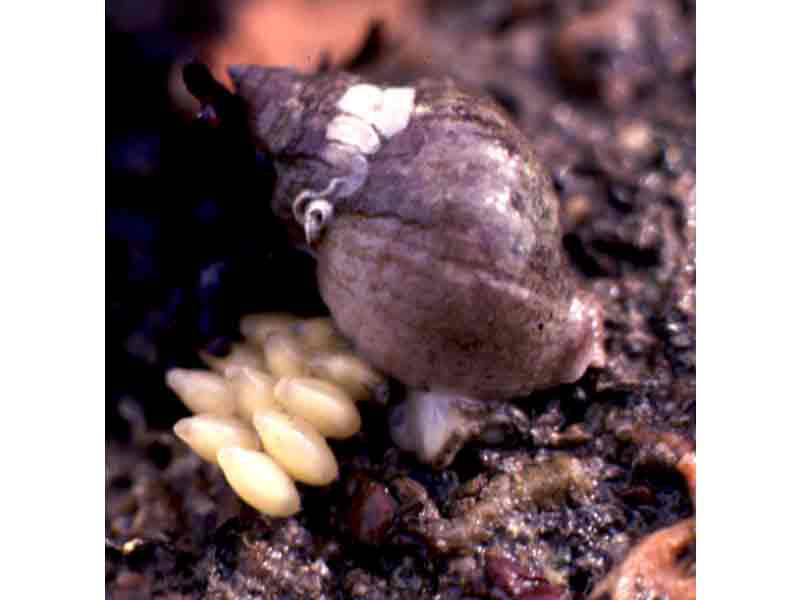 Nucella lapillus with egg capsules.