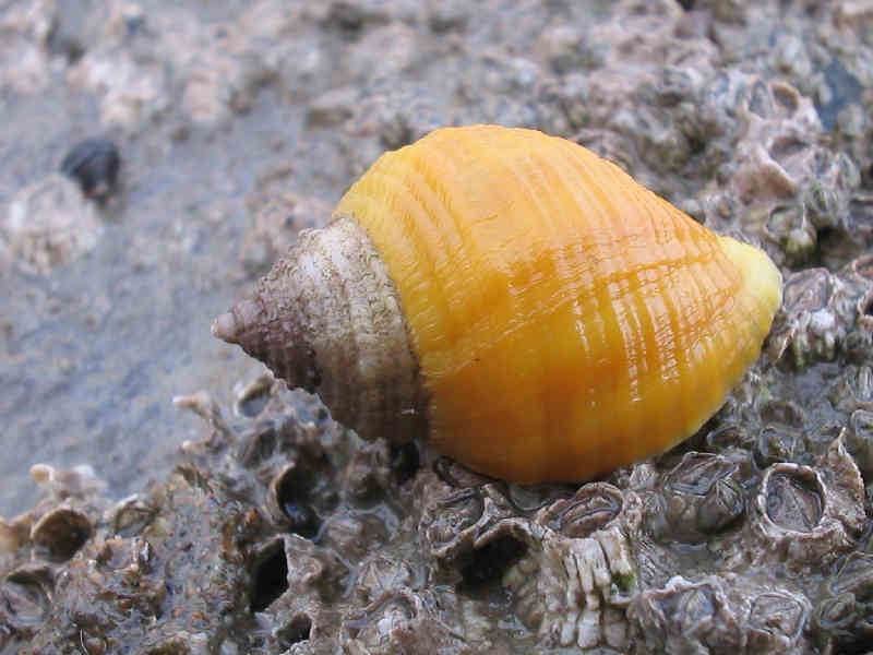 The dog whelk Nucella lapillus, highlighting colour variation.