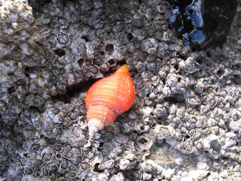 Bright orange Nucella lapilus.