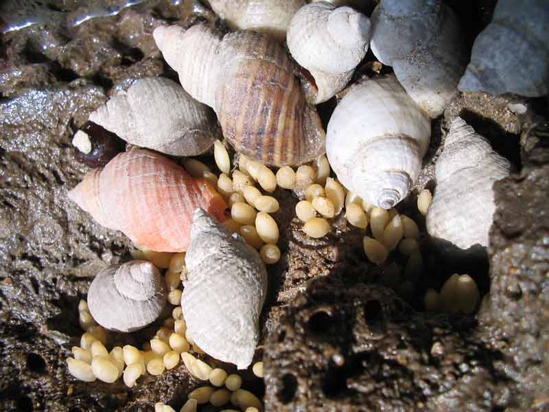 Close up view of Nucella lapilus and their eggs.