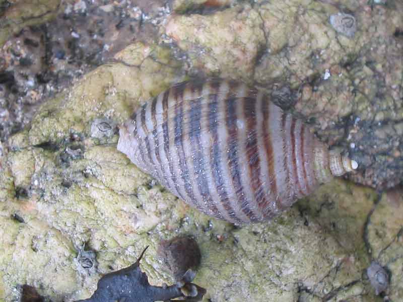 Nucella lapilus on a rock.