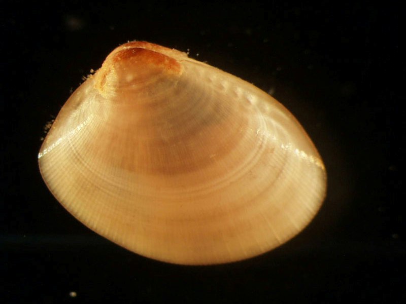 Nucula nitidosa on a black background.