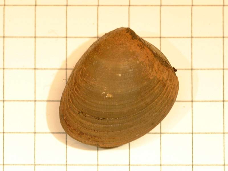 Nucula sulcata.