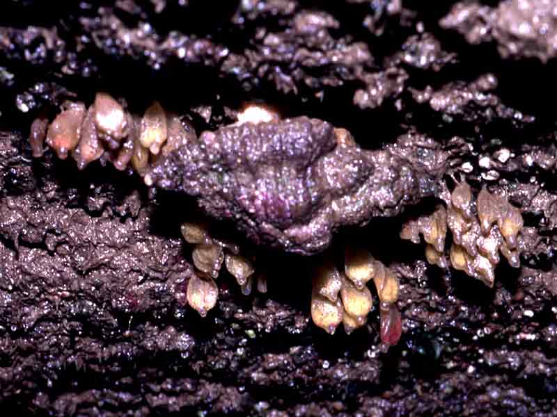 Image: Ocenebra erinacea with egg capsules.